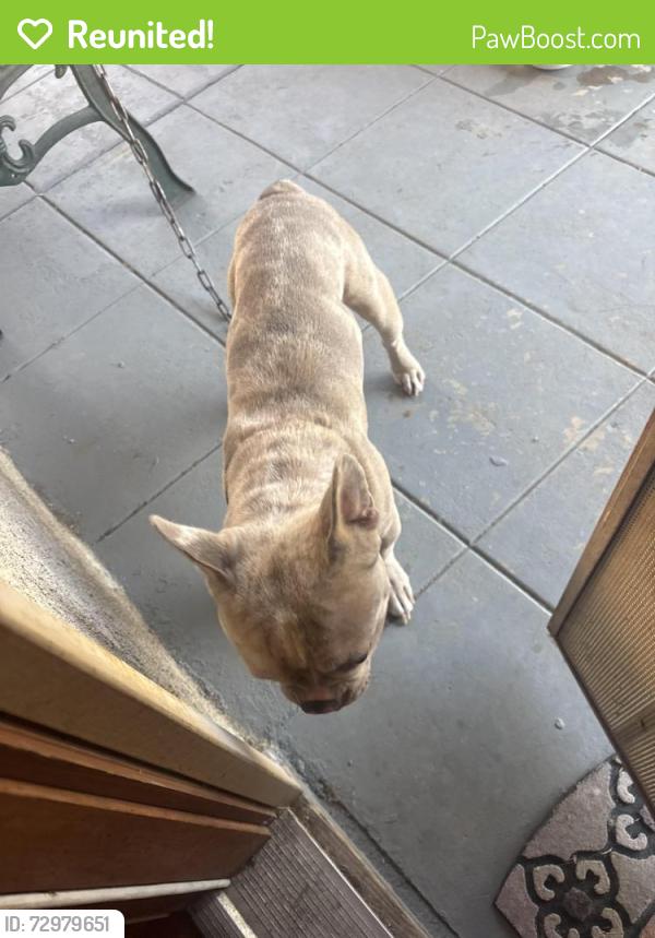 Reunited Unknown Dog last seen Denker 84th PLC , Los Angeles, CA 90003