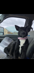 Lost Female Dog last seen Near shackleford street , Fort Worth, TX 76119
