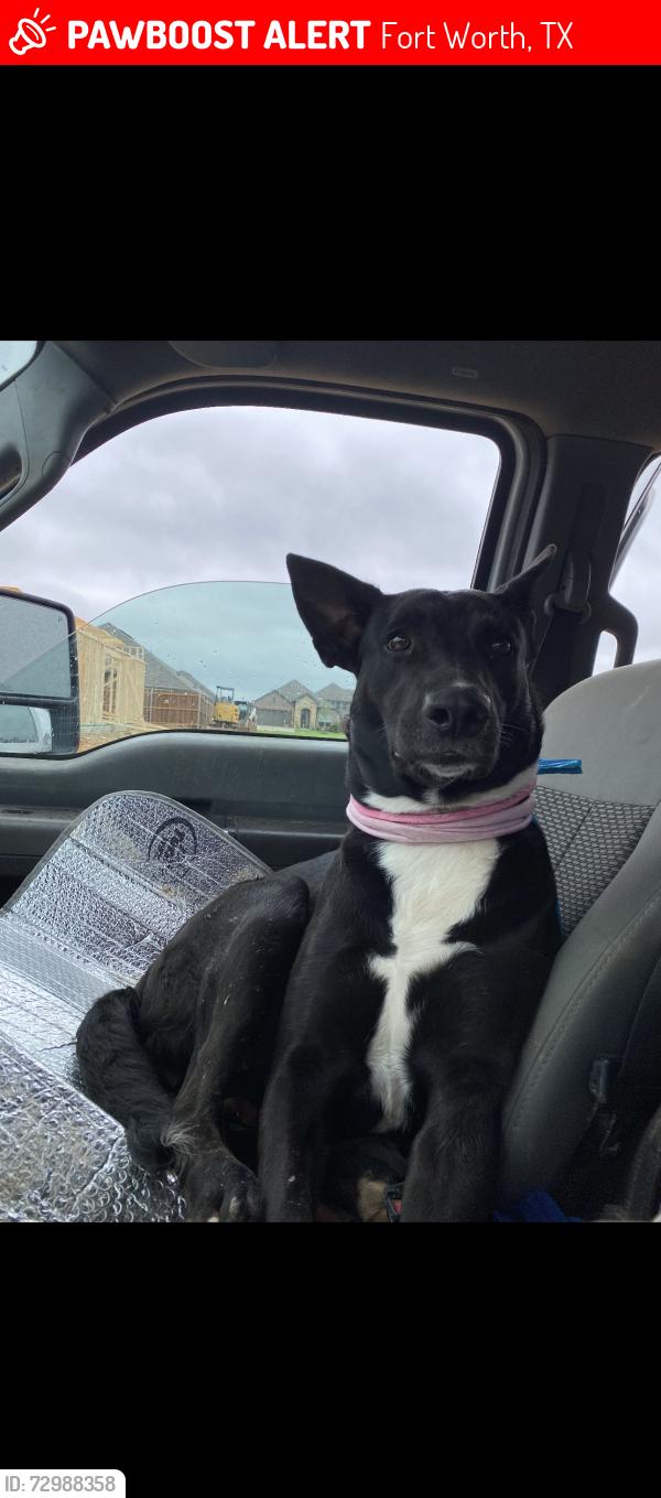 Lost Female Dog last seen Near shackleford street , Fort Worth, TX 76119