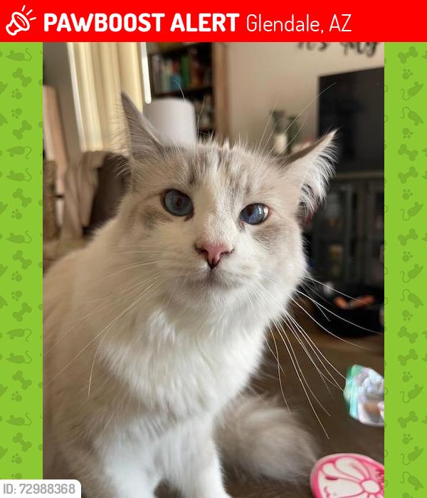 Lost Male Cat last seen Northern and 59th Avenue, Glendale, AZ 85302