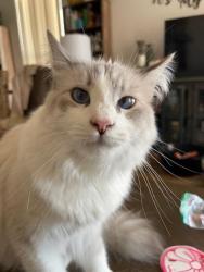 Lost Male Cat last seen Northern and 59th Avenue, Glendale, AZ 85302