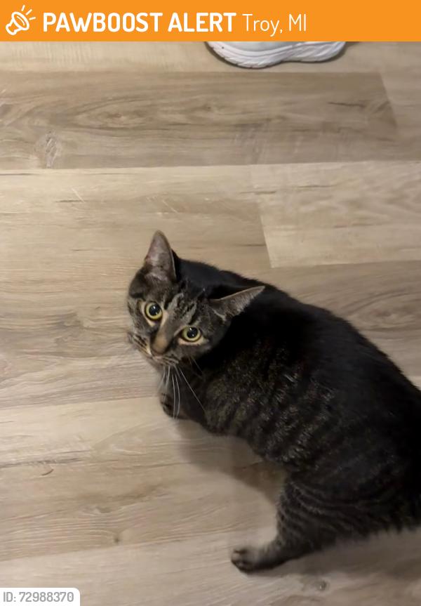 Found/Stray Unknown Cat last seen Big Beaver and Crooks, Troy, MI 48098