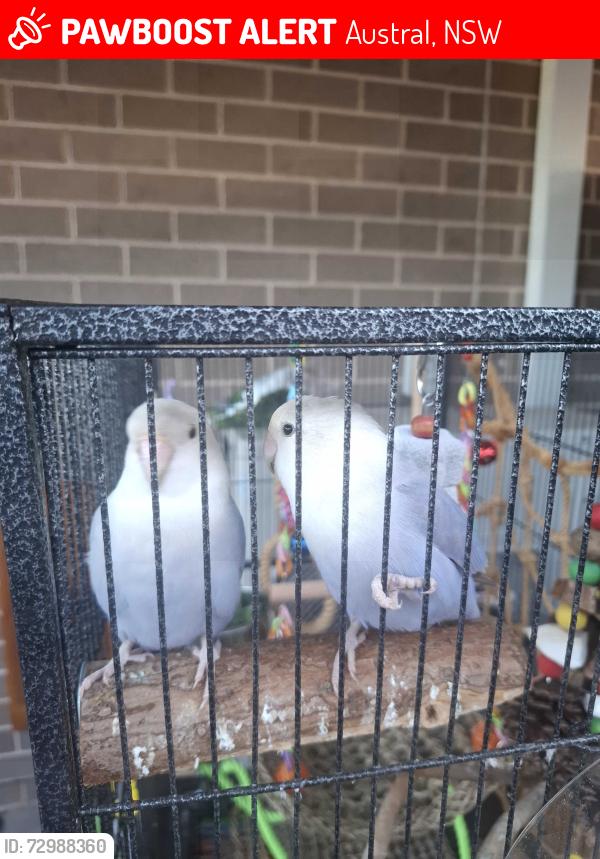 Lost Female Bird last seen 8th Avenue , Austral, NSW 2179