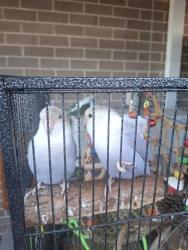 Lost Female Bird last seen 8th Avenue , Austral, NSW 2179