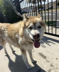 Reunited Male Dog last seen Dolores Street and 219th Street , Carson, CA 90745