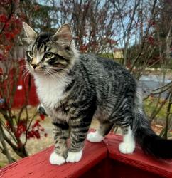 Reunited Male Cat last seen Finesville Church, County Road 627, NJ, Phillipsburg, NJ 08865