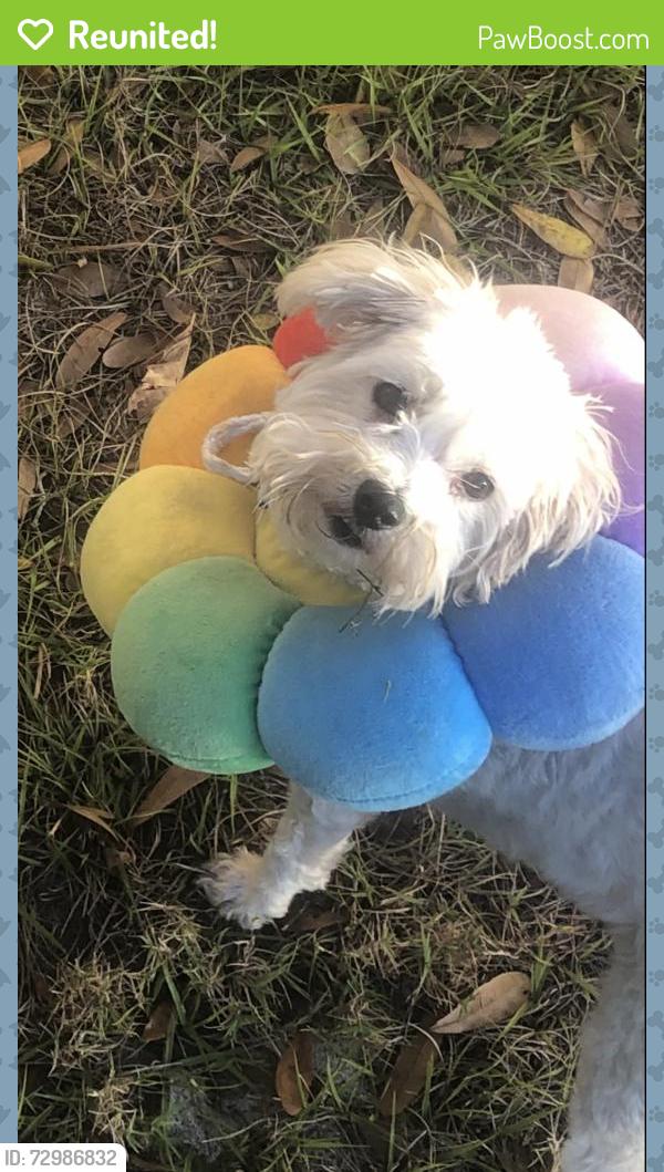 Reunited Female Dog last seen Near Dover Drive, Land O’ Lakes, 34639, Land O' Lakes, FL 34639