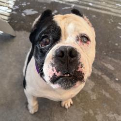 Shelter Stray Male Dog last seen , 3612 11th Ave, Los Angeles, CA 90018, USA