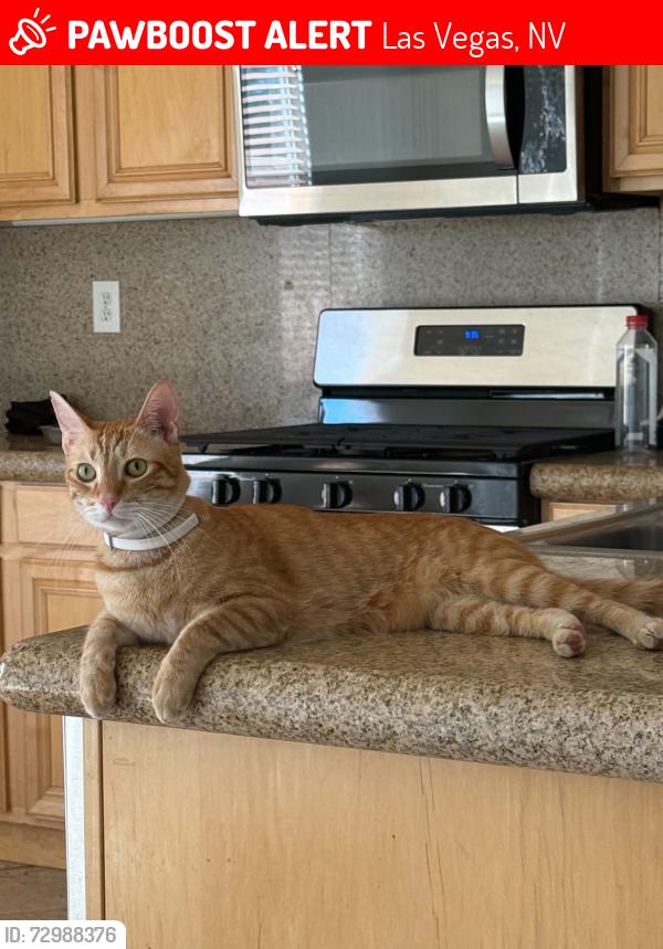 Lost Male Cat last seen Huntington neighborhood, Las Vegas, NV 89178
