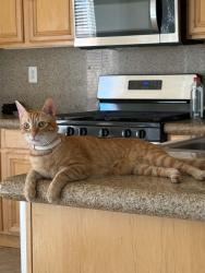 Lost Male Cat last seen Huntington neighborhood, Las Vegas, NV 89178