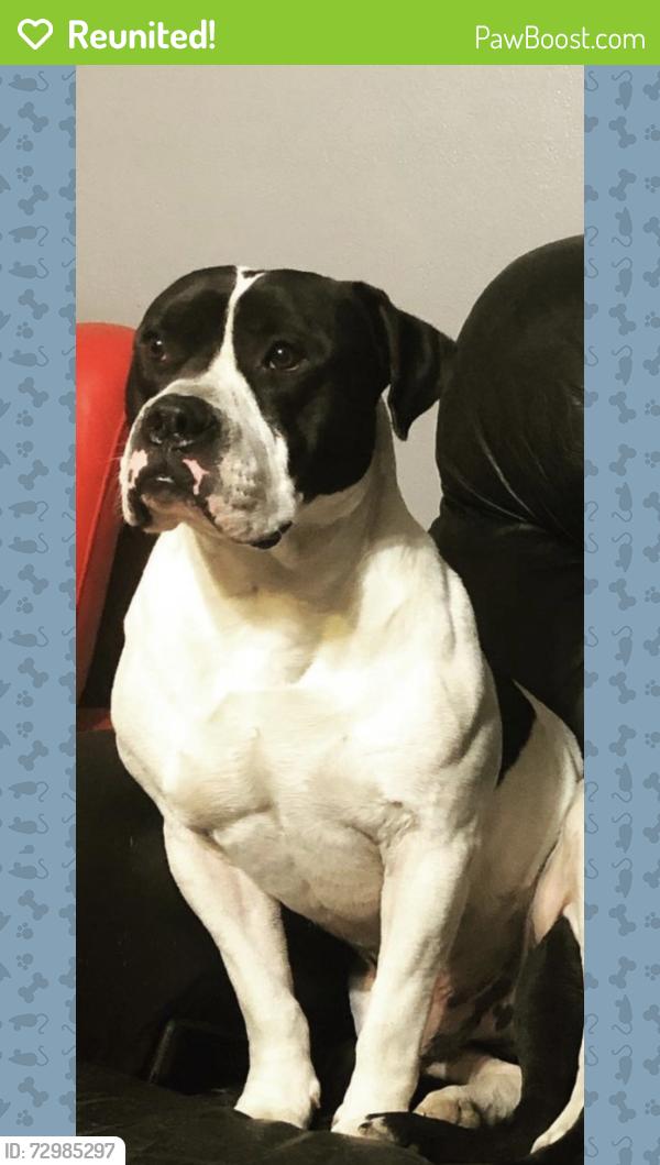Reunited Male Dog last seen Near 68th St, Lubbock, TX 79424, USA, Lubbock, TX 79424