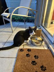 Reunited Unknown Cat last seen Lakeworth Circle, Lake Mary, FL 32746