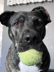 Reunited Female Dog last seen Monomoy st aurora il, Aurora, IL 60506