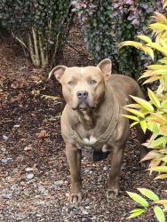 Found/Stray Unknown Dog last seen Near one of the Avalon apmts, in front of the Fred Meyer right by the sidewalks, Lynnwood, WA 98087