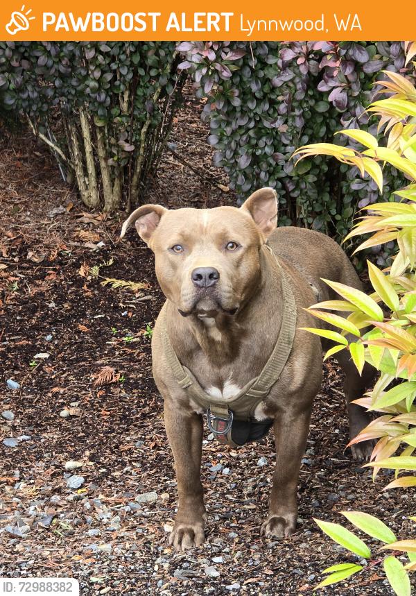 Found/Stray Unknown Dog last seen Near one of the Avalon apmts, in front of the Fred Meyer right by the sidewalks, Lynnwood, WA 98087