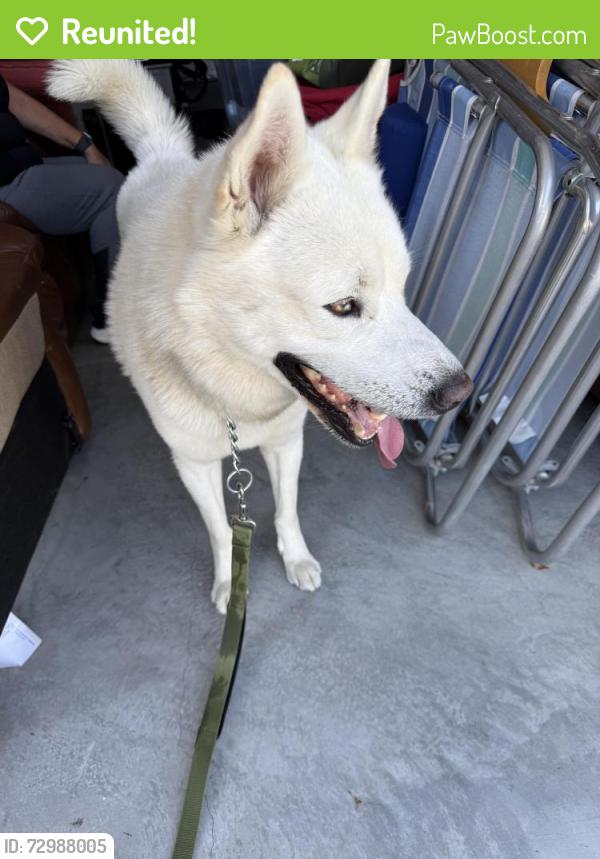 Reunited Unknown Dog last seen Shadow Mountain Road and Mt. Marty, Walnut, CA 91789