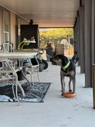 Reunited Male Dog last seen Mckellips and San Marcos , Pinal County, AZ 85120