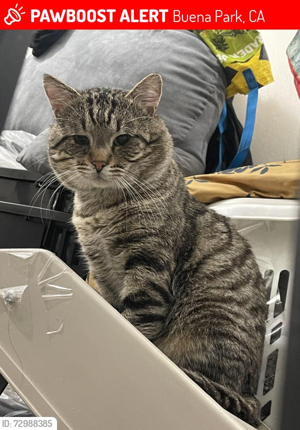Lost Male Cat last seen Houston St & Knott, Buena Park, CA 90620