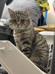 Lost Male Cat last seen Houston St & Knott, Buena Park, CA 90620