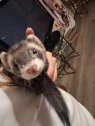 Lost Female Ferret last seen house, Jacksonville, FL 32211