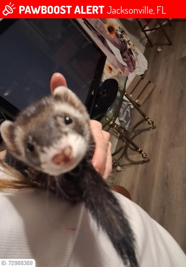 Lost Female Ferret last seen house, Jacksonville, FL 32211