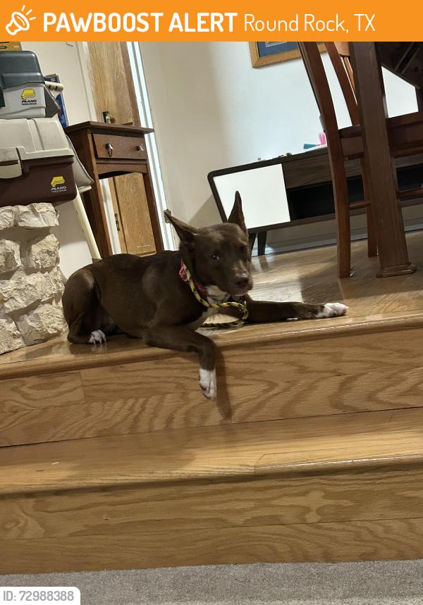 Found/Stray Female Dog last seen Dell diamond, Kalahari, hmstd farms, Round Rock, TX 78665