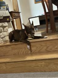 Found/Stray Female Dog last seen Dell diamond, Kalahari, hmstd farms, Round Rock, TX 78665