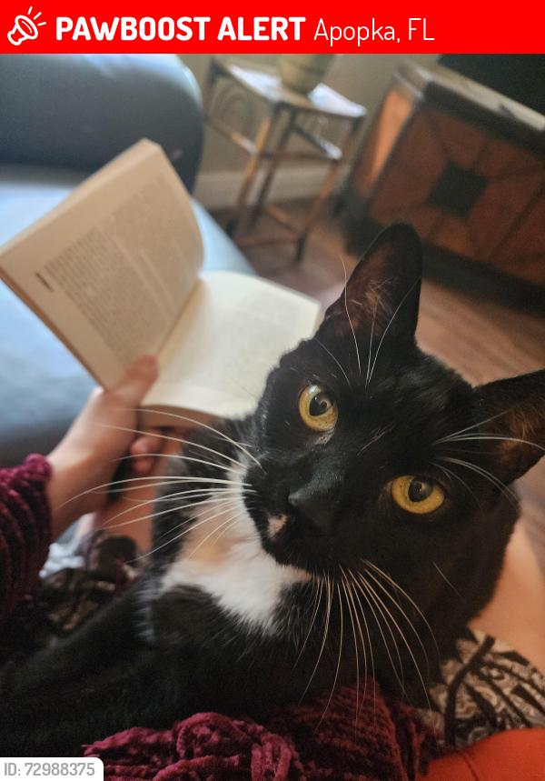 Lost Male Cat last seen Hunt Club Publix, Apopka, FL 32703