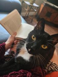 Lost Male Cat last seen Hunt Club Publix, Apopka, FL 32703