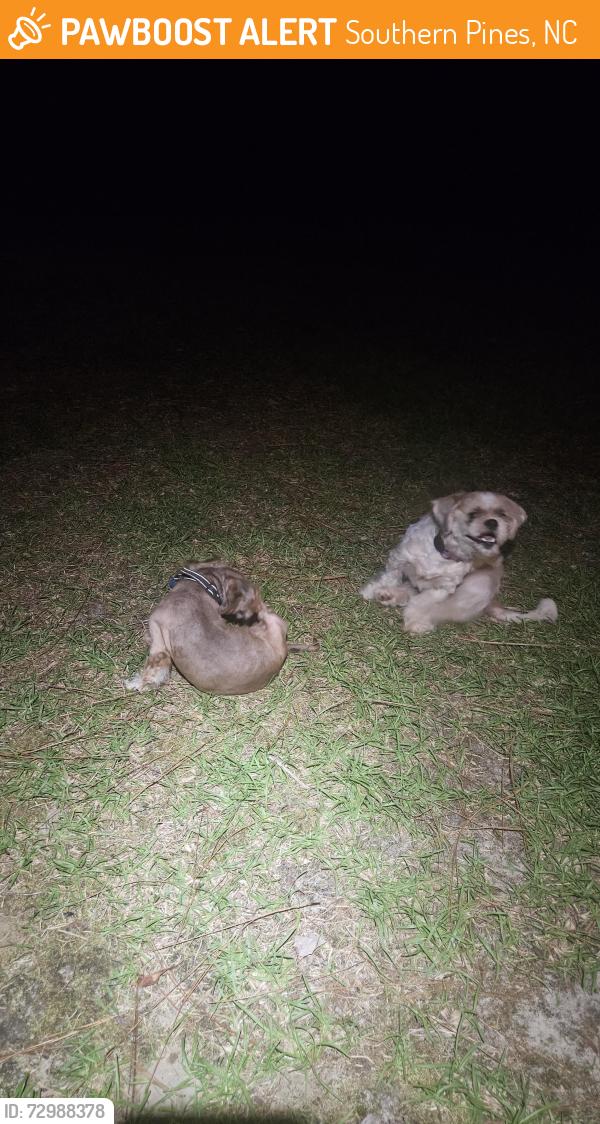 Found/Stray Unknown Dog last seen Shields & Sheldon, Southern Pines, NC 28387