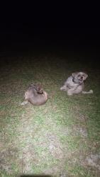 Found/Stray Unknown Dog last seen Shields & Sheldon, Southern Pines, NC 28387