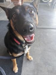 Found/Stray Female Dog last seen pecos and mcqueen, Chandler, AZ 85225