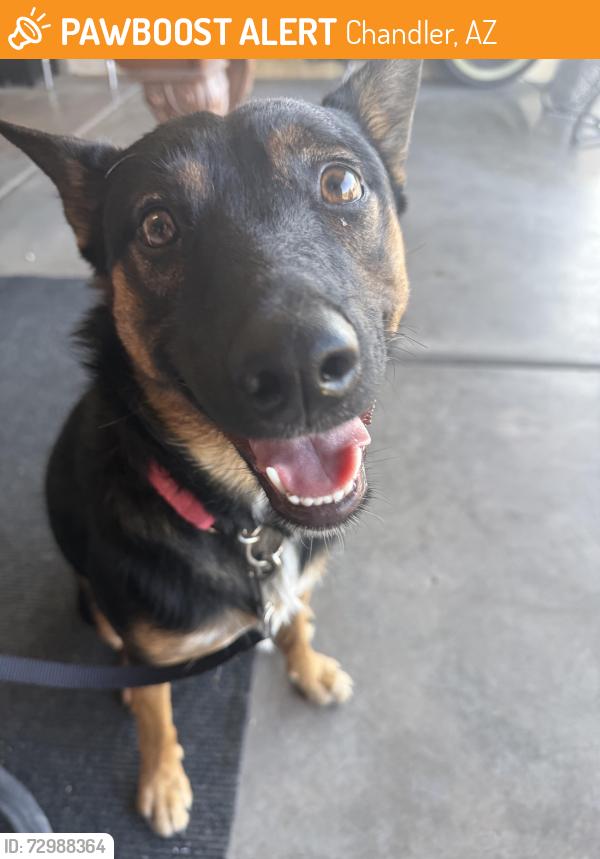 Found/Stray Female Dog last seen pecos and mcqueen, Chandler, AZ 85225