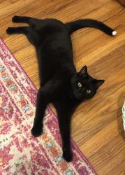 Reunited Male Cat last seen Near Lockwood Ave, Stanhope, NJ 07874, USA, Stanhope, NJ 07874
