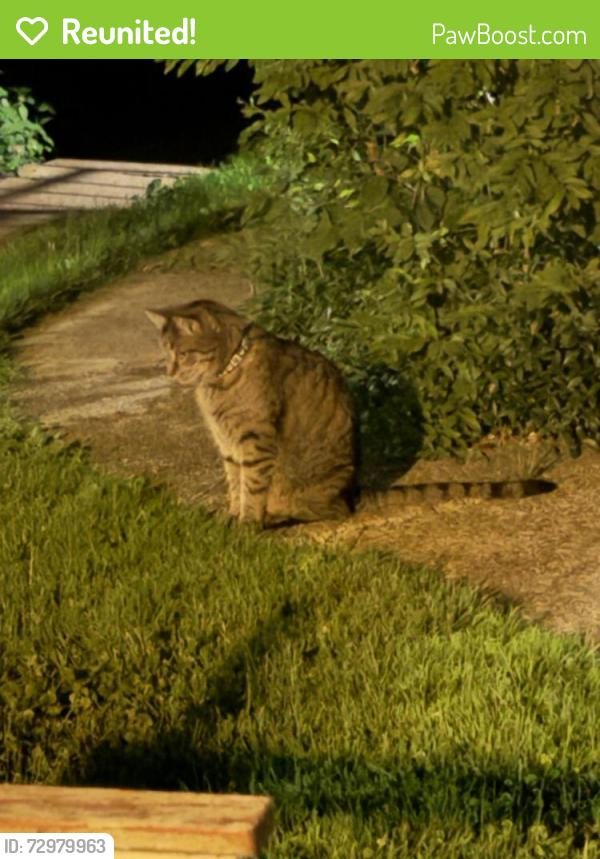 Reunited Unknown Cat last seen Elmwood Ave and Lafayette Ave., Buffalo, NY 14209