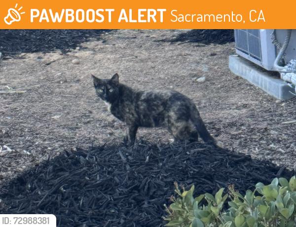 Found/Stray Female Cat last seen The Lark apmt complex by buildings 8 and 6, Sacramento, CA 95820