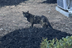 Found/Stray Female Cat last seen The Lark apmt complex by buildings 8 and 6, Sacramento, CA 95820