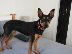 Lost Female Dog last seen Northcote High School oval, Northcote, VIC 3070