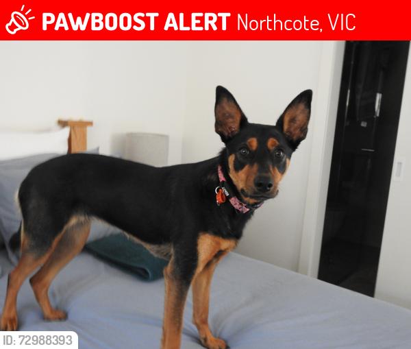 Lost Female Dog last seen Northcote High School oval, Northcote, VIC 3070