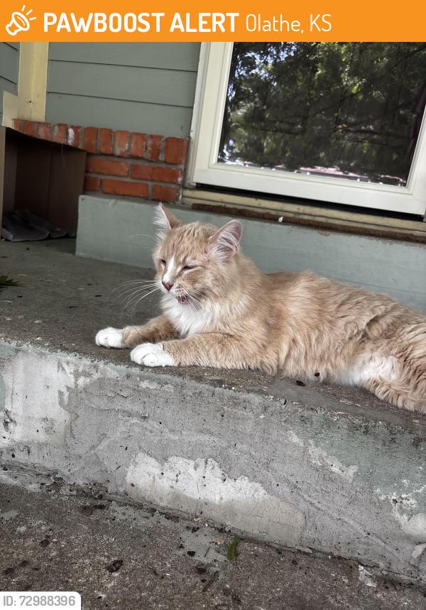 Found/Stray Female Cat last seen 151st and Mur-Len , Olathe, KS 66062