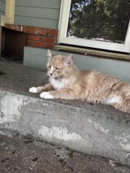 Found/Stray Female Cat last seen 151st and Mur-Len , Olathe, KS 66062