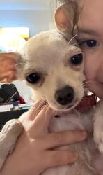 Reunited Female Dog last seen 70th and Niagara St, Commerce City, CO 80022