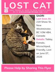 Reunited Female Cat last seen Armies grocery, New Westminster, BC V3M 4B4