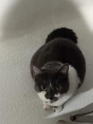 Reunited Female Cat last seen Wheaton drive , Cupertino, CA 95014