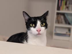 Lost Male Cat last seen The Ponds shopping centre , The Ponds, NSW 2769