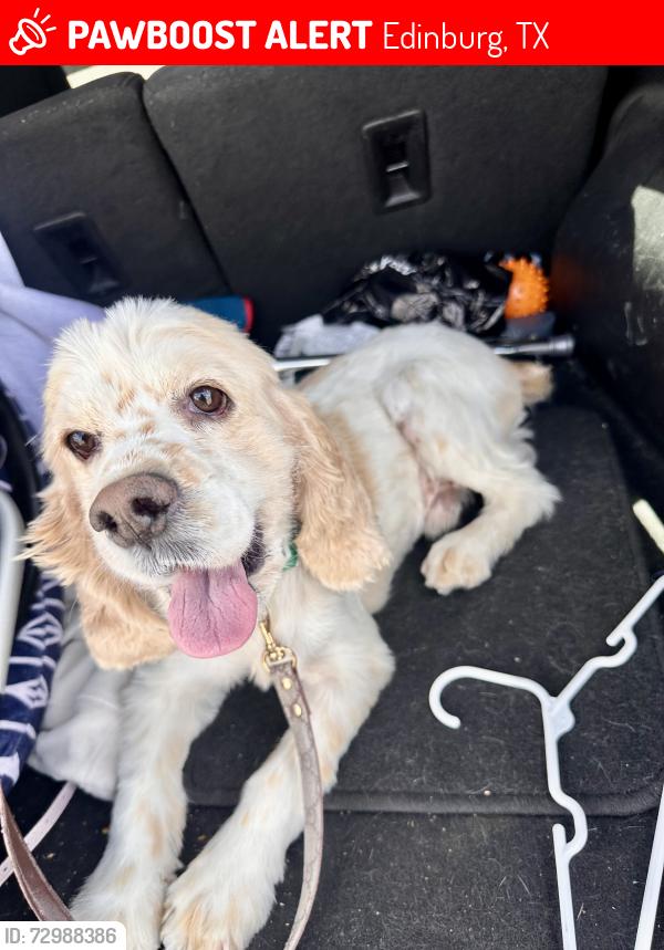 Lost Male Dog last seen Canton Rd and Alamo Rd, Edinburg, TX 78542