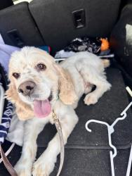 Lost Male Dog last seen Canton Rd and Alamo Rd, Edinburg, TX 78542