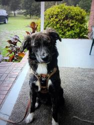 Lost Female Dog last seen Near n mosele dr, Stockbridge, GA 30281
