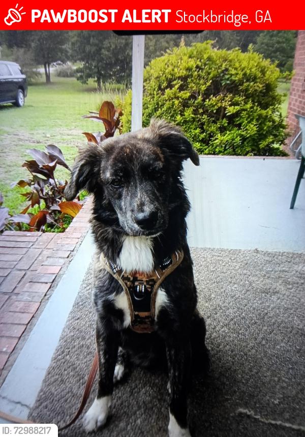 Lost Female Dog last seen Near n mosele dr, Stockbridge, GA 30281