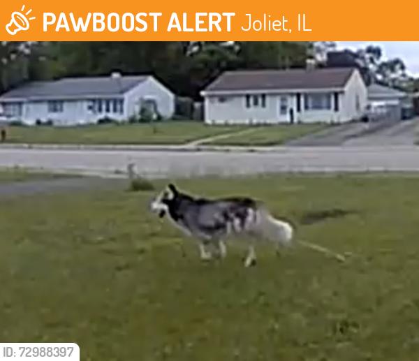 Found/Stray Male Dog last seen Notre Dame Ave, S Hammes Ave, Joliet, IL 60436
